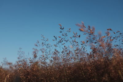 Plants against clear blue sky