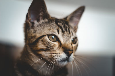 Close-up portrait of a cat