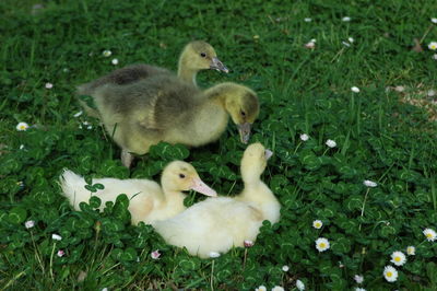 High angle view of ducklings amidst plants