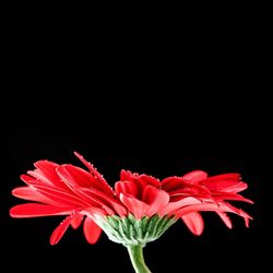 Close-up of red rose against black background