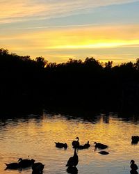 Silhouette ducks swimming in lake during sunset