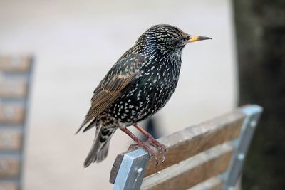 Close-up of starling perching outdoors