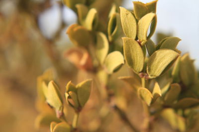 Close-up of flowers