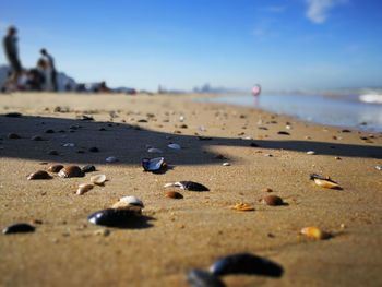 Surface level of shells on beach against sky