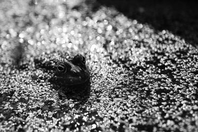 Close-up of frog on rock