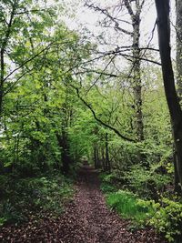 Road amidst trees in forest