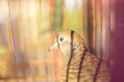 Close-up of a bird looking away