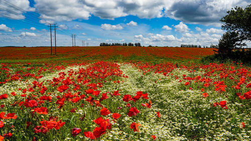 Scenic view of flowering plants on field against sky