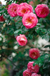 Close-up of pink roses