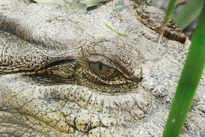 Close-up portrait of a lizard