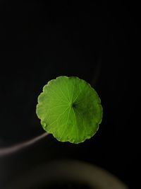 Close-up of green leaf against black background