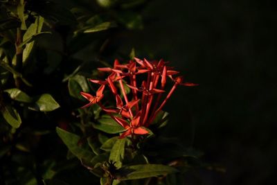 Close-up of red flower at night