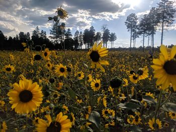 Close-up of yellow sunflowers on field