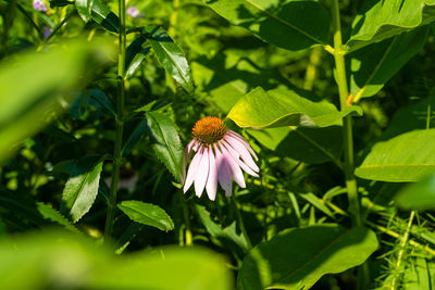 Close-up of butterfly pollinating on flower