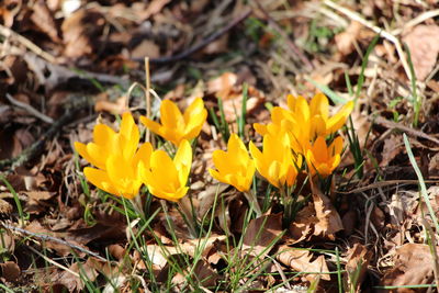 Close-up of yellow crocus flowers growing in field