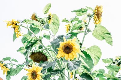 Close-up of sunflowers