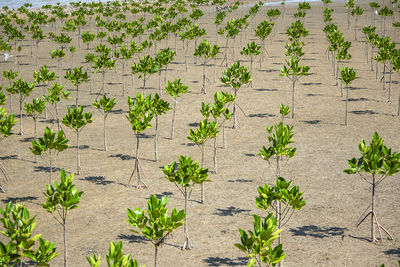 High angle view of plants growing on land