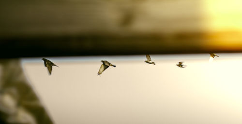 Close-up of birds flying