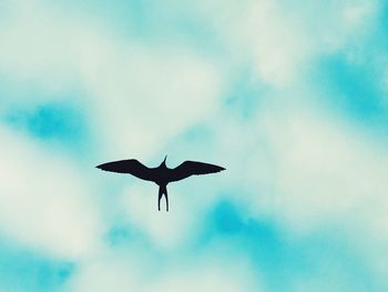 Low angle view of bird flying in sky