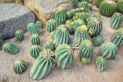 High angle view of succulent plant on field