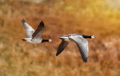 Flock of barnacle geese flying in autumn on orange background