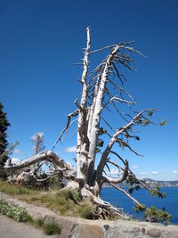 Low angle view of bare tree against clear blue sky