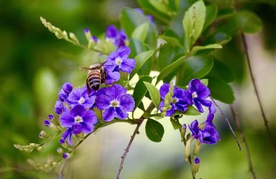 Close-up of bee pollinating on purple flower