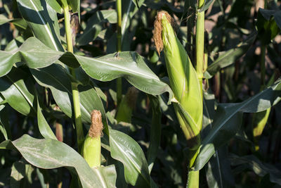 Close-up of fresh green plants