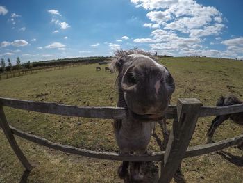 Horse in a field