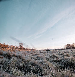 A frozen misty field at sunrise. 