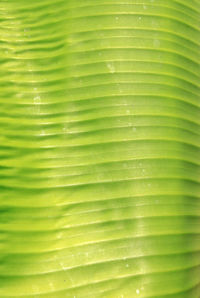 Full frame shot of palm leaves