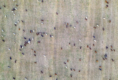 High angle view of birds on wall