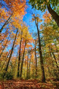 Trees in forest during autumn