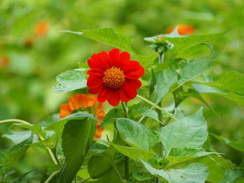 Close-up of red flower blooming in park