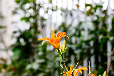 Close-up of scented orange flower outdoors