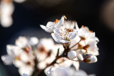 Close-up of white flowering plant