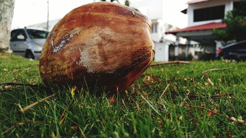 Close-up of grass in field