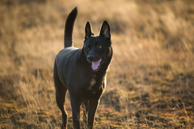 Portrait of dog running on field