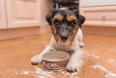 Portrait of puppy sitting on floor at home