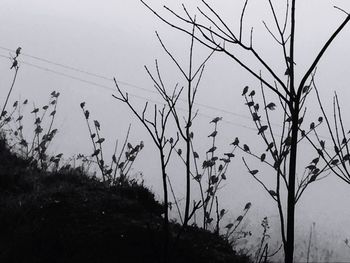 Silhouette of bird flying against sky