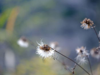 Close-up of wilted dandelion