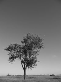 Tree on field against clear sky