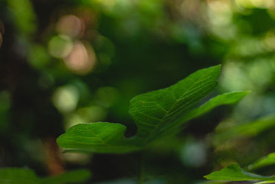 Close-up of fresh green leaves