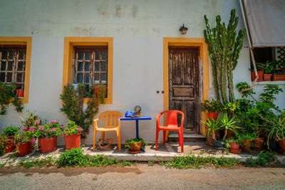 Potted plant by building