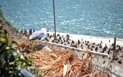 Close-up of seagulls perching on shore
