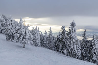 Trees on snow covered landscape against sky