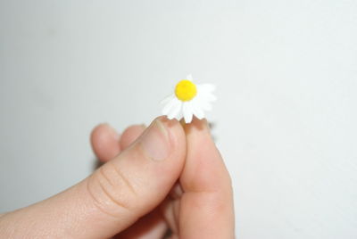 Close-up of hand holding white flower