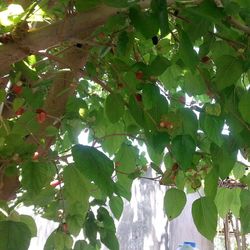 Low angle view of plant growing on tree