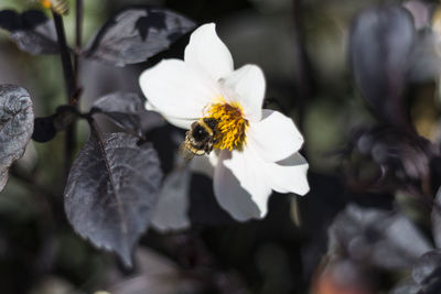 Close-up of bee on flower