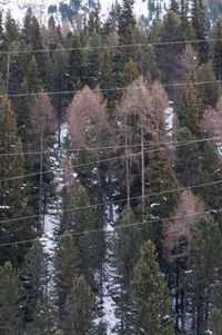 Reflection of trees in water